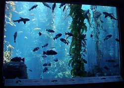 Monterey Aquarium - Tips by travel authority Howard Hillman